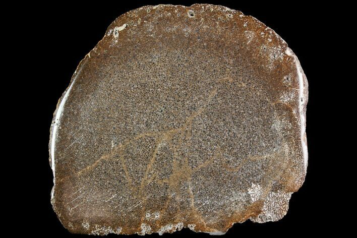 Polished Pliosaur (Liopleurodon) Bone - England #92575